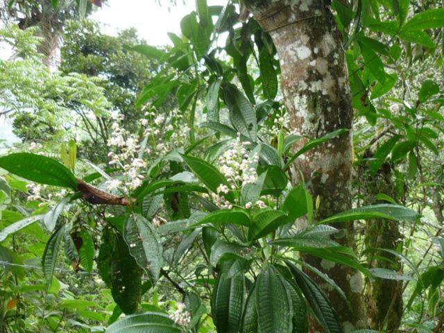 Kasaguadua - Reserva Natural 萨兰托 外观 照片